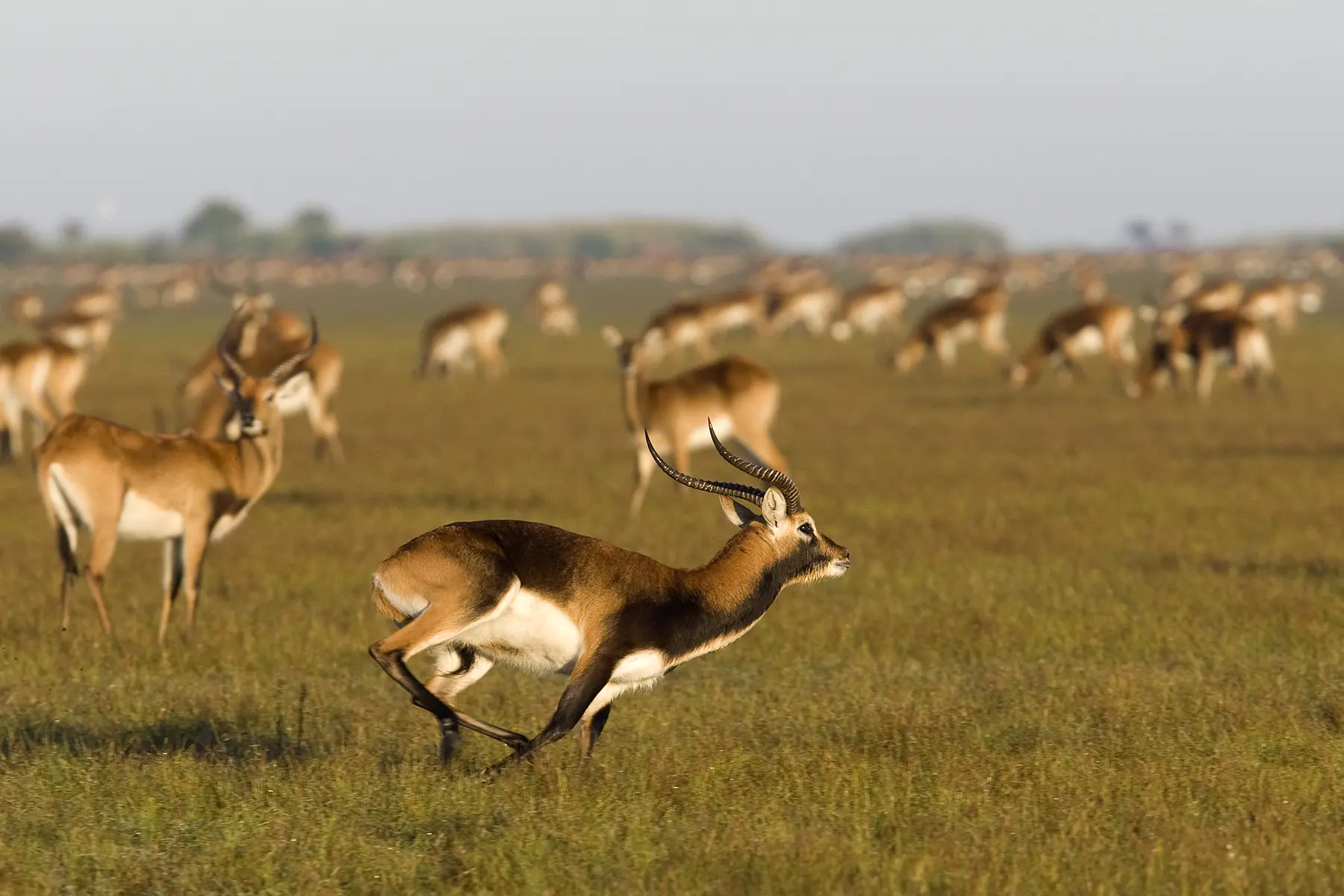 Zambia Zambezi Tours