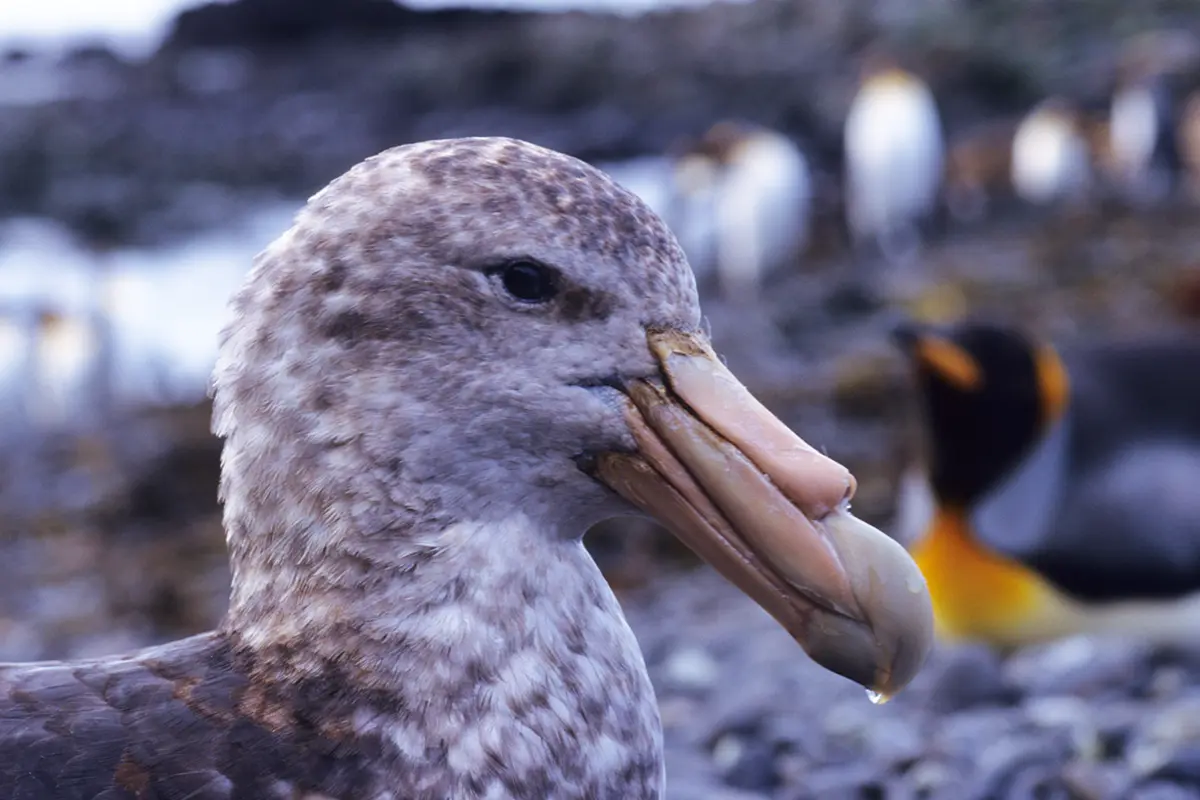 Bird Viewing in Southern Africa