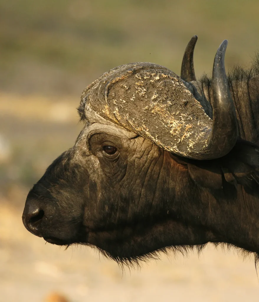 Buffalo Southern Africa Tours