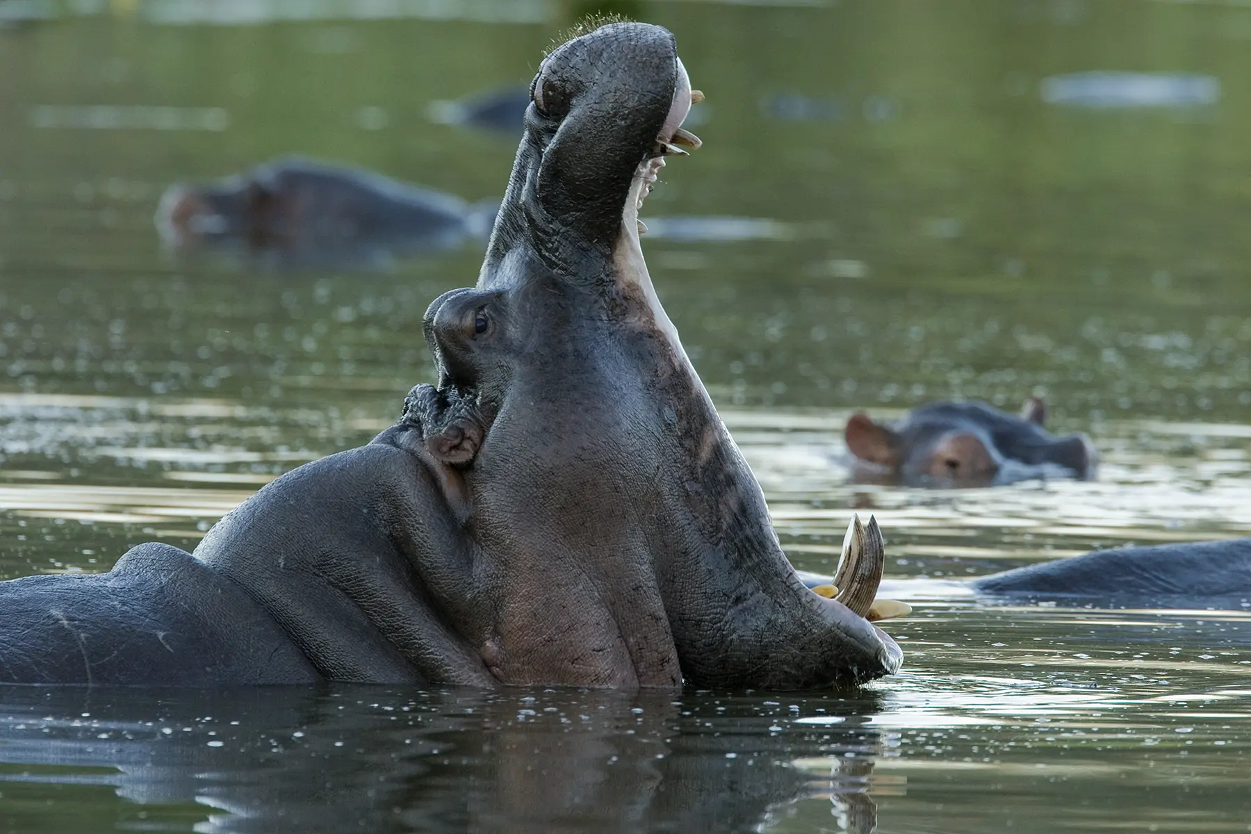 Botswana Okavango Delta Tours