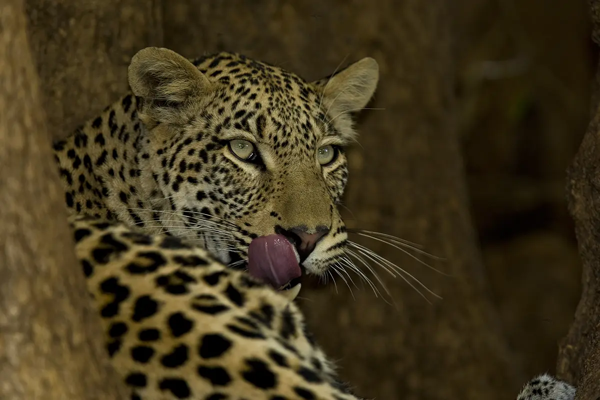 Leopard Tours