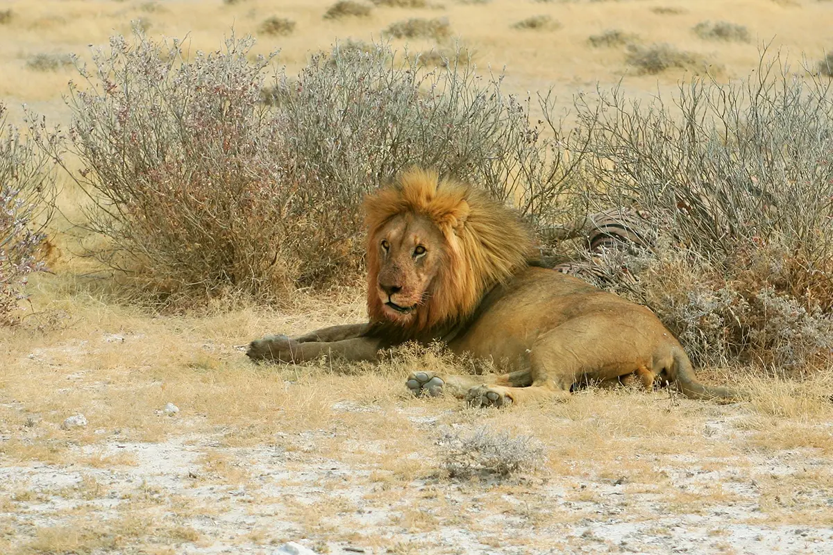 Lion Spotting Tours