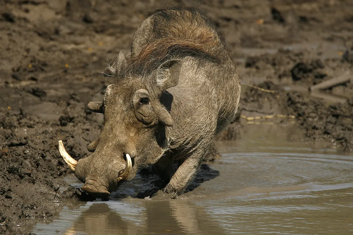 Warthog